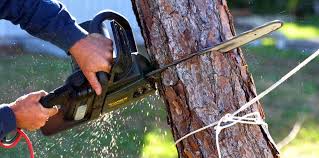 Best Emergency Tree Removal  in Dagsboro, DE