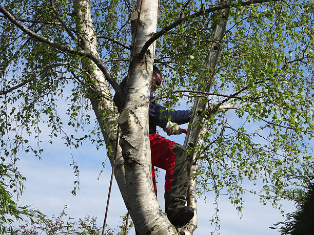 Trusted Dagsboro, DE Tree Care Experts