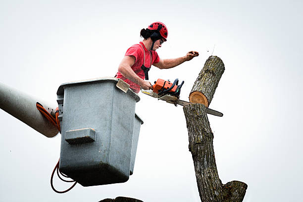 How Our Tree Care Process Works  in  Dagsboro, DE